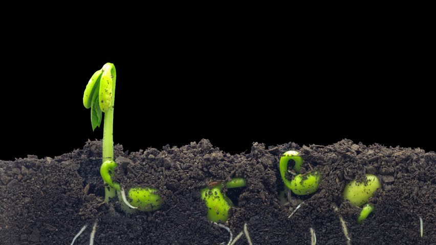 Growing Vegetable Free Stock Photo - Public Domain Pictures Growing Demand for Organic Skincare for Babies